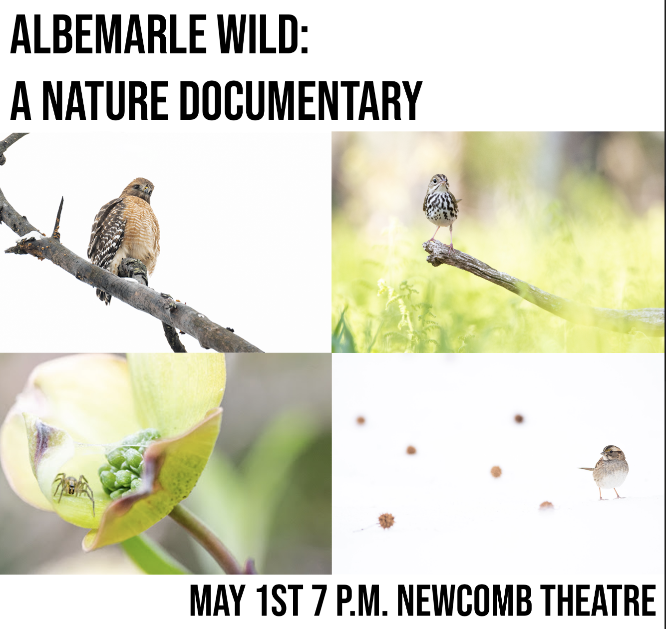 Albemarle Wild Film Screening!